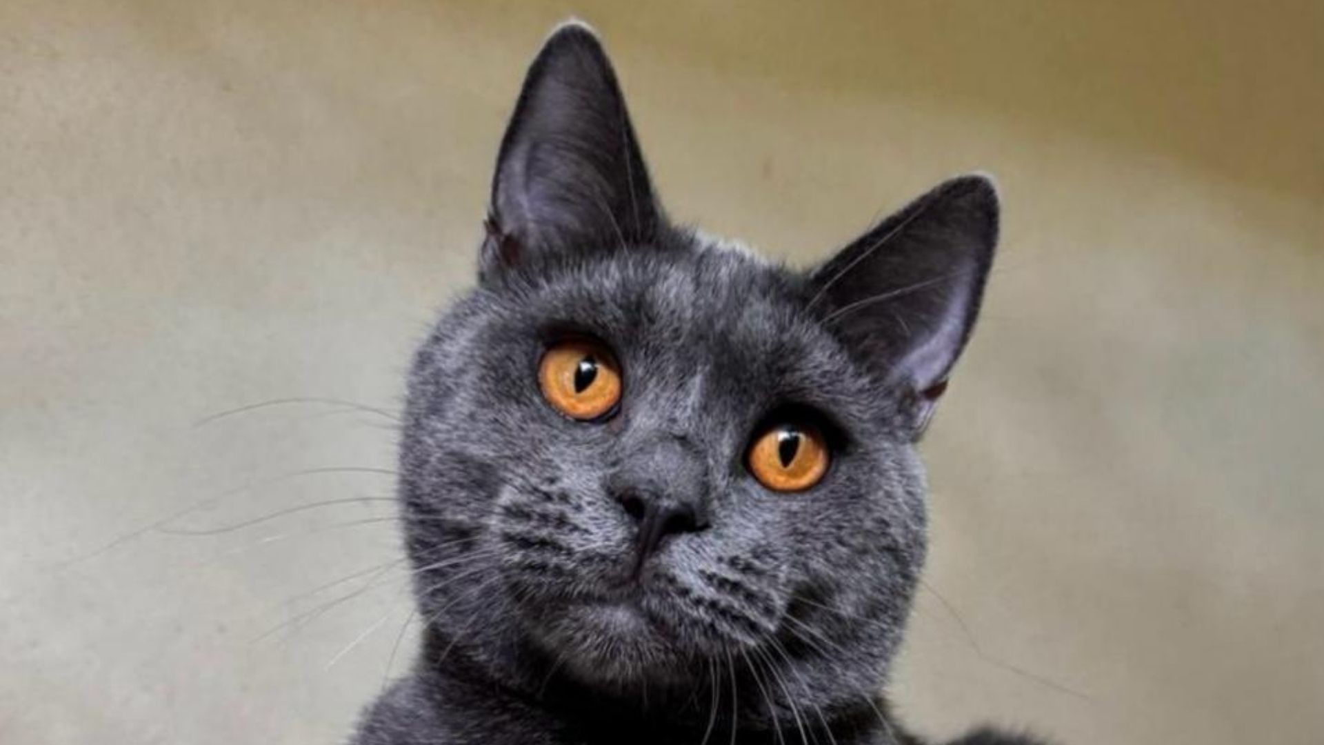 GATTO_CERTOSINO